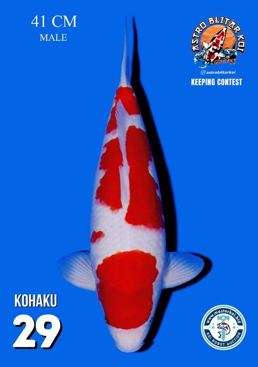 Lelang Koi Online, Jual Beli Ikan Koi, Pusat Jual Beli Koi, Info Lelang Koi Hari Ini, Platform Jual Beli Koi, Jual Beli Ikan Koi Online, Marketplace Ikan Koi, Jual Koi Terbaik, Tempat Beli Koi Berkualitas, Pasar Ikan Koi Online Terpercaya, Penjual Ikan Koi Terpercaya, Beli Koi Hias Online, Ikan Koi untuk Dijual, Koi Kualitas Terbaik, Toko Online Ikan Koi, Koi Hias Untuk Dijual, Jual Beli Ikan Koi Lokal, Koi Indonesia Online, Pusat Jual Beli Koi Terbesar
