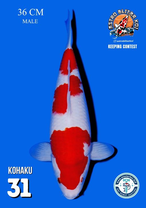 Lelang Koi Online, Jual Beli Ikan Koi, Pusat Jual Beli Koi, Info Lelang Koi Hari Ini, Platform Jual Beli Koi, Jual Beli Ikan Koi Online, Marketplace Ikan Koi, Jual Koi Terbaik, Tempat Beli Koi Berkualitas, Pasar Ikan Koi Online Terpercaya, Penjual Ikan Koi Terpercaya, Beli Koi Hias Online, Ikan Koi untuk Dijual, Koi Kualitas Terbaik, Toko Online Ikan Koi, Koi Hias Untuk Dijual, Jual Beli Ikan Koi Lokal, Koi Indonesia Online, Pusat Jual Beli Koi Terbesar