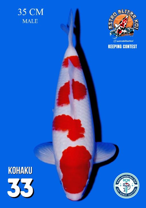 Lelang Koi Online, Jual Beli Ikan Koi, Pusat Jual Beli Koi, Info Lelang Koi Hari Ini, Platform Jual Beli Koi, Jual Beli Ikan Koi Online, Marketplace Ikan Koi, Jual Koi Terbaik, Tempat Beli Koi Berkualitas, Pasar Ikan Koi Online Terpercaya, Penjual Ikan Koi Terpercaya, Beli Koi Hias Online, Ikan Koi untuk Dijual, Koi Kualitas Terbaik, Toko Online Ikan Koi, Koi Hias Untuk Dijual, Jual Beli Ikan Koi Lokal, Koi Indonesia Online, Pusat Jual Beli Koi Terbesar