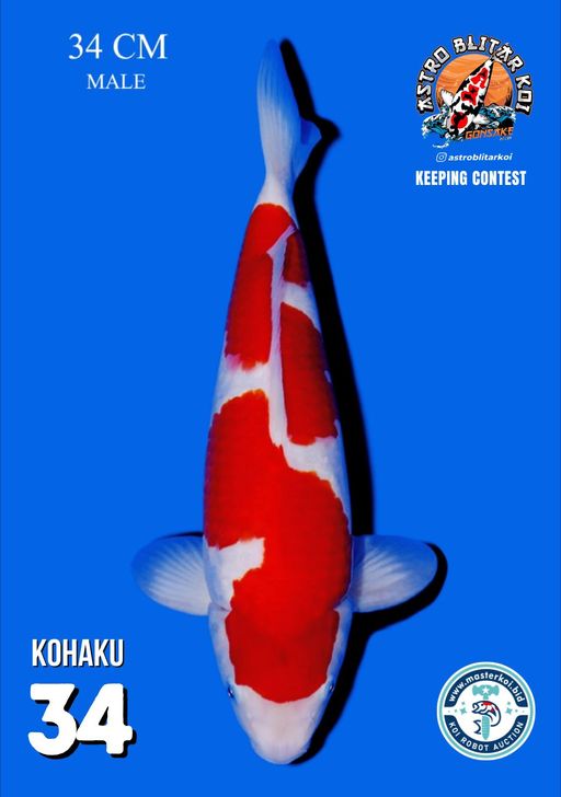 Lelang Koi Online, Jual Beli Ikan Koi, Pusat Jual Beli Koi, Info Lelang Koi Hari Ini, Platform Jual Beli Koi, Jual Beli Ikan Koi Online, Marketplace Ikan Koi, Jual Koi Terbaik, Tempat Beli Koi Berkualitas, Pasar Ikan Koi Online Terpercaya, Penjual Ikan Koi Terpercaya, Beli Koi Hias Online, Ikan Koi untuk Dijual, Koi Kualitas Terbaik, Toko Online Ikan Koi, Koi Hias Untuk Dijual, Jual Beli Ikan Koi Lokal, Koi Indonesia Online, Pusat Jual Beli Koi Terbesar