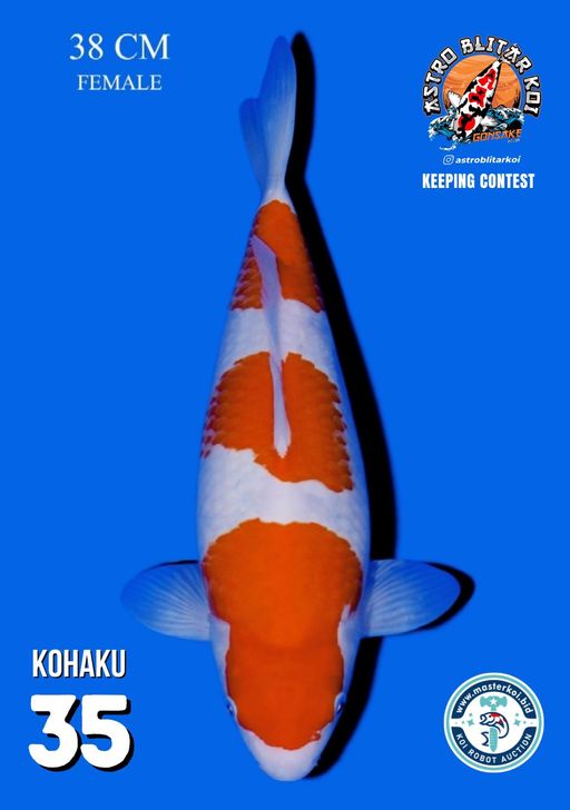 Lelang Koi Online, Jual Beli Ikan Koi, Pusat Jual Beli Koi, Info Lelang Koi Hari Ini, Platform Jual Beli Koi, Jual Beli Ikan Koi Online, Marketplace Ikan Koi, Jual Koi Terbaik, Tempat Beli Koi Berkualitas, Pasar Ikan Koi Online Terpercaya, Penjual Ikan Koi Terpercaya, Beli Koi Hias Online, Ikan Koi untuk Dijual, Koi Kualitas Terbaik, Toko Online Ikan Koi, Koi Hias Untuk Dijual, Jual Beli Ikan Koi Lokal, Koi Indonesia Online, Pusat Jual Beli Koi Terbesar