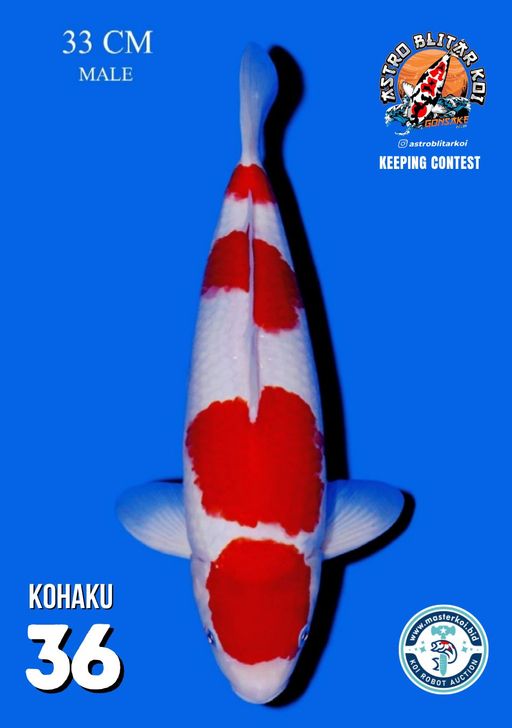 Lelang Koi Online, Jual Beli Ikan Koi, Pusat Jual Beli Koi, Info Lelang Koi Hari Ini, Platform Jual Beli Koi, Jual Beli Ikan Koi Online, Marketplace Ikan Koi, Jual Koi Terbaik, Tempat Beli Koi Berkualitas, Pasar Ikan Koi Online Terpercaya, Penjual Ikan Koi Terpercaya, Beli Koi Hias Online, Ikan Koi untuk Dijual, Koi Kualitas Terbaik, Toko Online Ikan Koi, Koi Hias Untuk Dijual, Jual Beli Ikan Koi Lokal, Koi Indonesia Online, Pusat Jual Beli Koi Terbesar