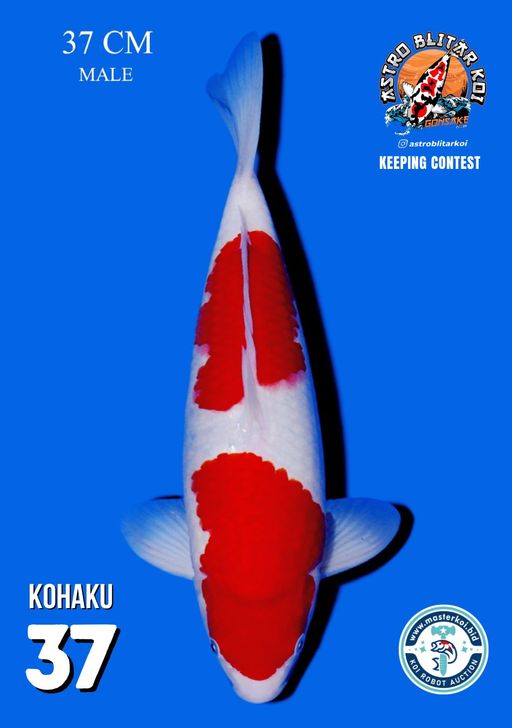 Lelang Koi Online, Jual Beli Ikan Koi, Pusat Jual Beli Koi, Info Lelang Koi Hari Ini, Platform Jual Beli Koi, Jual Beli Ikan Koi Online, Marketplace Ikan Koi, Jual Koi Terbaik, Tempat Beli Koi Berkualitas, Pasar Ikan Koi Online Terpercaya, Penjual Ikan Koi Terpercaya, Beli Koi Hias Online, Ikan Koi untuk Dijual, Koi Kualitas Terbaik, Toko Online Ikan Koi, Koi Hias Untuk Dijual, Jual Beli Ikan Koi Lokal, Koi Indonesia Online, Pusat Jual Beli Koi Terbesar