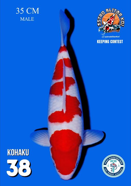 Lelang Koi Online, Jual Beli Ikan Koi, Pusat Jual Beli Koi, Info Lelang Koi Hari Ini, Platform Jual Beli Koi, Jual Beli Ikan Koi Online, Marketplace Ikan Koi, Jual Koi Terbaik, Tempat Beli Koi Berkualitas, Pasar Ikan Koi Online Terpercaya, Penjual Ikan Koi Terpercaya, Beli Koi Hias Online, Ikan Koi untuk Dijual, Koi Kualitas Terbaik, Toko Online Ikan Koi, Koi Hias Untuk Dijual, Jual Beli Ikan Koi Lokal, Koi Indonesia Online, Pusat Jual Beli Koi Terbesar