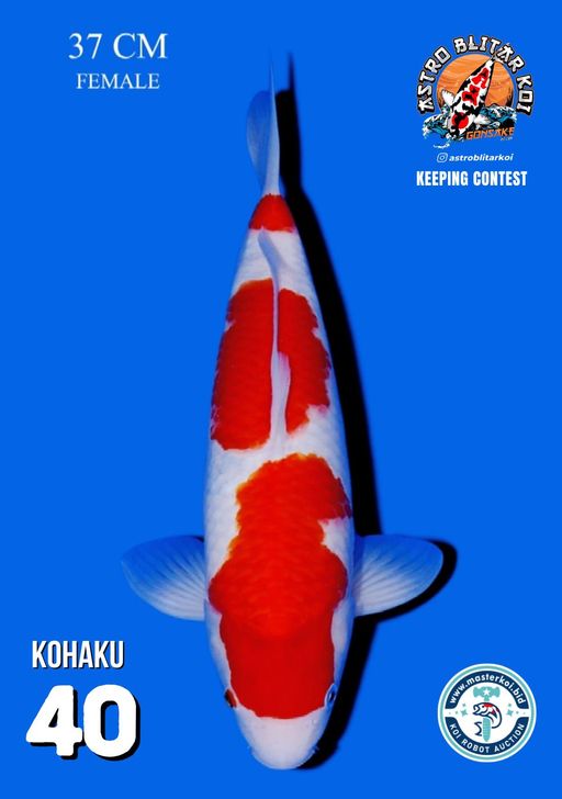 Lelang Koi Online, Jual Beli Ikan Koi, Pusat Jual Beli Koi, Info Lelang Koi Hari Ini, Platform Jual Beli Koi, Jual Beli Ikan Koi Online, Marketplace Ikan Koi, Jual Koi Terbaik, Tempat Beli Koi Berkualitas, Pasar Ikan Koi Online Terpercaya, Penjual Ikan Koi Terpercaya, Beli Koi Hias Online, Ikan Koi untuk Dijual, Koi Kualitas Terbaik, Toko Online Ikan Koi, Koi Hias Untuk Dijual, Jual Beli Ikan Koi Lokal, Koi Indonesia Online, Pusat Jual Beli Koi Terbesar