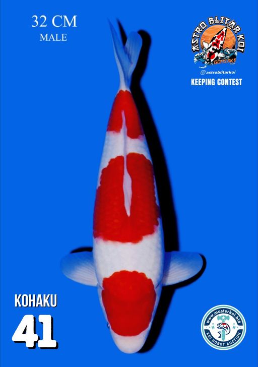 Lelang Koi Online, Jual Beli Ikan Koi, Pusat Jual Beli Koi, Info Lelang Koi Hari Ini, Platform Jual Beli Koi, Jual Beli Ikan Koi Online, Marketplace Ikan Koi, Jual Koi Terbaik, Tempat Beli Koi Berkualitas, Pasar Ikan Koi Online Terpercaya, Penjual Ikan Koi Terpercaya, Beli Koi Hias Online, Ikan Koi untuk Dijual, Koi Kualitas Terbaik, Toko Online Ikan Koi, Koi Hias Untuk Dijual, Jual Beli Ikan Koi Lokal, Koi Indonesia Online, Pusat Jual Beli Koi Terbesar