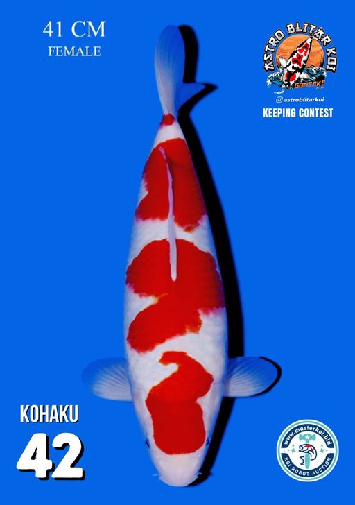 Lelang Koi Online, Jual Beli Ikan Koi, Pusat Jual Beli Koi, Info Lelang Koi Hari Ini, Platform Jual Beli Koi, Jual Beli Ikan Koi Online, Marketplace Ikan Koi, Jual Koi Terbaik, Tempat Beli Koi Berkualitas, Pasar Ikan Koi Online Terpercaya, Penjual Ikan Koi Terpercaya, Beli Koi Hias Online, Ikan Koi untuk Dijual, Koi Kualitas Terbaik, Toko Online Ikan Koi, Koi Hias Untuk Dijual, Jual Beli Ikan Koi Lokal, Koi Indonesia Online, Pusat Jual Beli Koi Terbesar