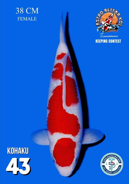 Lelang Koi Online, Jual Beli Ikan Koi, Pusat Jual Beli Koi, Info Lelang Koi Hari Ini, Platform Jual Beli Koi, Jual Beli Ikan Koi Online, Marketplace Ikan Koi, Jual Koi Terbaik, Tempat Beli Koi Berkualitas, Pasar Ikan Koi Online Terpercaya, Penjual Ikan Koi Terpercaya, Beli Koi Hias Online, Ikan Koi untuk Dijual, Koi Kualitas Terbaik, Toko Online Ikan Koi, Koi Hias Untuk Dijual, Jual Beli Ikan Koi Lokal, Koi Indonesia Online, Pusat Jual Beli Koi Terbesar
