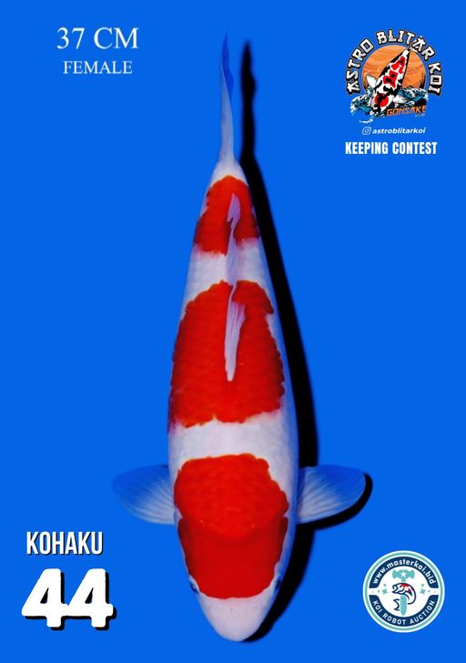 Lelang Koi Online, Jual Beli Ikan Koi, Pusat Jual Beli Koi, Info Lelang Koi Hari Ini, Platform Jual Beli Koi, Jual Beli Ikan Koi Online, Marketplace Ikan Koi, Jual Koi Terbaik, Tempat Beli Koi Berkualitas, Pasar Ikan Koi Online Terpercaya, Penjual Ikan Koi Terpercaya, Beli Koi Hias Online, Ikan Koi untuk Dijual, Koi Kualitas Terbaik, Toko Online Ikan Koi, Koi Hias Untuk Dijual, Jual Beli Ikan Koi Lokal, Koi Indonesia Online, Pusat Jual Beli Koi Terbesar