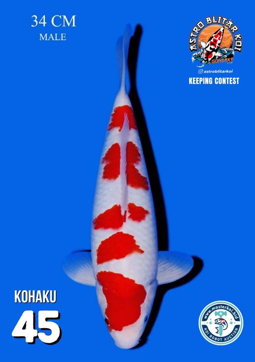 Lelang Koi Online, Jual Beli Ikan Koi, Pusat Jual Beli Koi, Info Lelang Koi Hari Ini, Platform Jual Beli Koi, Jual Beli Ikan Koi Online, Marketplace Ikan Koi, Jual Koi Terbaik, Tempat Beli Koi Berkualitas, Pasar Ikan Koi Online Terpercaya, Penjual Ikan Koi Terpercaya, Beli Koi Hias Online, Ikan Koi untuk Dijual, Koi Kualitas Terbaik, Toko Online Ikan Koi, Koi Hias Untuk Dijual, Jual Beli Ikan Koi Lokal, Koi Indonesia Online, Pusat Jual Beli Koi Terbesar