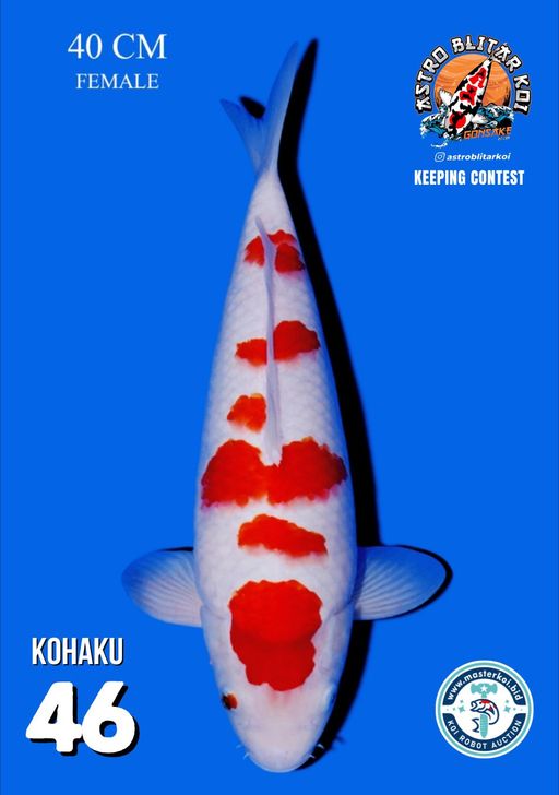 Lelang Koi Online, Jual Beli Ikan Koi, Pusat Jual Beli Koi, Info Lelang Koi Hari Ini, Platform Jual Beli Koi, Jual Beli Ikan Koi Online, Marketplace Ikan Koi, Jual Koi Terbaik, Tempat Beli Koi Berkualitas, Pasar Ikan Koi Online Terpercaya, Penjual Ikan Koi Terpercaya, Beli Koi Hias Online, Ikan Koi untuk Dijual, Koi Kualitas Terbaik, Toko Online Ikan Koi, Koi Hias Untuk Dijual, Jual Beli Ikan Koi Lokal, Koi Indonesia Online, Pusat Jual Beli Koi Terbesar