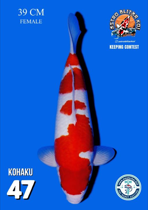 Lelang Koi Online, Jual Beli Ikan Koi, Pusat Jual Beli Koi, Info Lelang Koi Hari Ini, Platform Jual Beli Koi, Jual Beli Ikan Koi Online, Marketplace Ikan Koi, Jual Koi Terbaik, Tempat Beli Koi Berkualitas, Pasar Ikan Koi Online Terpercaya, Penjual Ikan Koi Terpercaya, Beli Koi Hias Online, Ikan Koi untuk Dijual, Koi Kualitas Terbaik, Toko Online Ikan Koi, Koi Hias Untuk Dijual, Jual Beli Ikan Koi Lokal, Koi Indonesia Online, Pusat Jual Beli Koi Terbesar