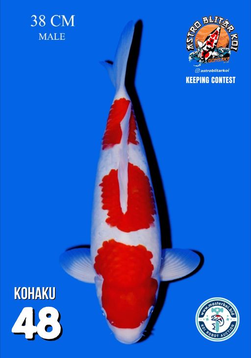 Lelang Koi Online, Jual Beli Ikan Koi, Pusat Jual Beli Koi, Info Lelang Koi Hari Ini, Platform Jual Beli Koi, Jual Beli Ikan Koi Online, Marketplace Ikan Koi, Jual Koi Terbaik, Tempat Beli Koi Berkualitas, Pasar Ikan Koi Online Terpercaya, Penjual Ikan Koi Terpercaya, Beli Koi Hias Online, Ikan Koi untuk Dijual, Koi Kualitas Terbaik, Toko Online Ikan Koi, Koi Hias Untuk Dijual, Jual Beli Ikan Koi Lokal, Koi Indonesia Online, Pusat Jual Beli Koi Terbesar