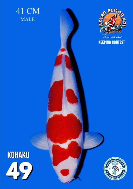 Lelang Koi Online, Jual Beli Ikan Koi, Pusat Jual Beli Koi, Info Lelang Koi Hari Ini, Platform Jual Beli Koi, Jual Beli Ikan Koi Online, Marketplace Ikan Koi, Jual Koi Terbaik, Tempat Beli Koi Berkualitas, Pasar Ikan Koi Online Terpercaya, Penjual Ikan Koi Terpercaya, Beli Koi Hias Online, Ikan Koi untuk Dijual, Koi Kualitas Terbaik, Toko Online Ikan Koi, Koi Hias Untuk Dijual, Jual Beli Ikan Koi Lokal, Koi Indonesia Online, Pusat Jual Beli Koi Terbesar