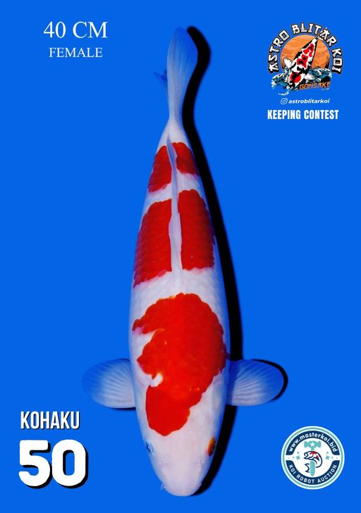 Lelang Koi Online, Jual Beli Ikan Koi, Pusat Jual Beli Koi, Info Lelang Koi Hari Ini, Platform Jual Beli Koi, Jual Beli Ikan Koi Online, Marketplace Ikan Koi, Jual Koi Terbaik, Tempat Beli Koi Berkualitas, Pasar Ikan Koi Online Terpercaya, Penjual Ikan Koi Terpercaya, Beli Koi Hias Online, Ikan Koi untuk Dijual, Koi Kualitas Terbaik, Toko Online Ikan Koi, Koi Hias Untuk Dijual, Jual Beli Ikan Koi Lokal, Koi Indonesia Online, Pusat Jual Beli Koi Terbesar