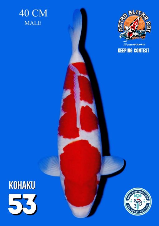 Lelang Koi Online, Jual Beli Ikan Koi, Pusat Jual Beli Koi, Info Lelang Koi Hari Ini, Platform Jual Beli Koi, Jual Beli Ikan Koi Online, Marketplace Ikan Koi, Jual Koi Terbaik, Tempat Beli Koi Berkualitas, Pasar Ikan Koi Online Terpercaya, Penjual Ikan Koi Terpercaya, Beli Koi Hias Online, Ikan Koi untuk Dijual, Koi Kualitas Terbaik, Toko Online Ikan Koi, Koi Hias Untuk Dijual, Jual Beli Ikan Koi Lokal, Koi Indonesia Online, Pusat Jual Beli Koi Terbesar
