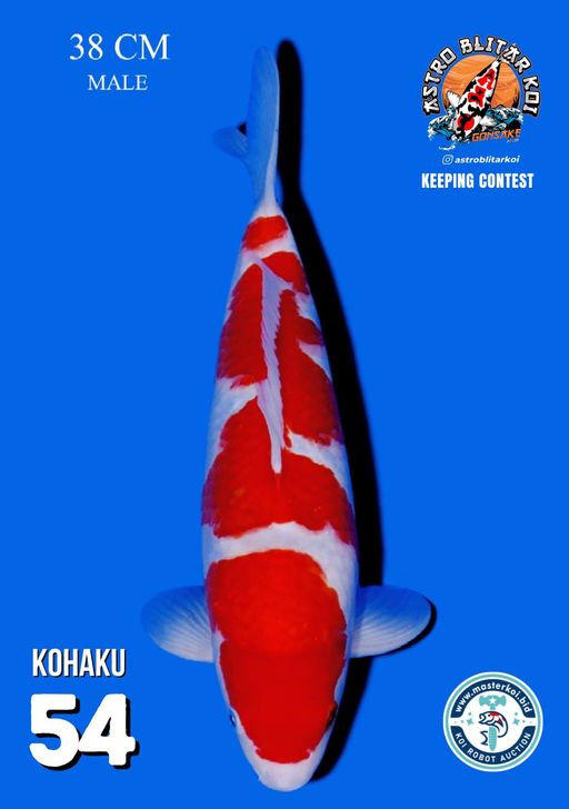 Lelang Koi Online, Jual Beli Ikan Koi, Pusat Jual Beli Koi, Info Lelang Koi Hari Ini, Platform Jual Beli Koi, Jual Beli Ikan Koi Online, Marketplace Ikan Koi, Jual Koi Terbaik, Tempat Beli Koi Berkualitas, Pasar Ikan Koi Online Terpercaya, Penjual Ikan Koi Terpercaya, Beli Koi Hias Online, Ikan Koi untuk Dijual, Koi Kualitas Terbaik, Toko Online Ikan Koi, Koi Hias Untuk Dijual, Jual Beli Ikan Koi Lokal, Koi Indonesia Online, Pusat Jual Beli Koi Terbesar