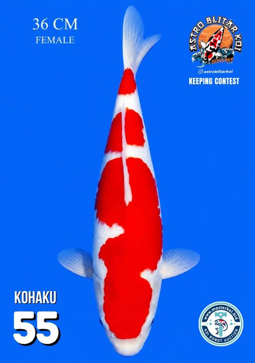 Lelang Koi Online, Jual Beli Ikan Koi, Pusat Jual Beli Koi, Info Lelang Koi Hari Ini, Platform Jual Beli Koi, Jual Beli Ikan Koi Online, Marketplace Ikan Koi, Jual Koi Terbaik, Tempat Beli Koi Berkualitas, Pasar Ikan Koi Online Terpercaya, Penjual Ikan Koi Terpercaya, Beli Koi Hias Online, Ikan Koi untuk Dijual, Koi Kualitas Terbaik, Toko Online Ikan Koi, Koi Hias Untuk Dijual, Jual Beli Ikan Koi Lokal, Koi Indonesia Online, Pusat Jual Beli Koi Terbesar