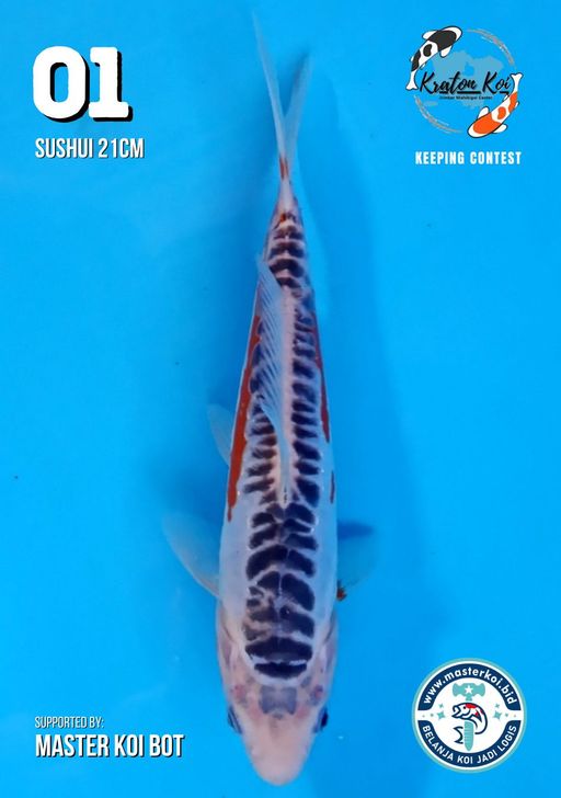 Lelang Koi Online, Jual Beli Ikan Koi, Pusat Jual Beli Koi, Info Lelang Koi Hari Ini, Platform Jual Beli Koi, Jual Beli Ikan Koi Online, Marketplace Ikan Koi, Jual Koi Terbaik, Tempat Beli Koi Berkualitas, Pasar Ikan Koi Online Terpercaya, Penjual Ikan Koi Terpercaya, Beli Koi Hias Online, Ikan Koi untuk Dijual, Koi Kualitas Terbaik, Toko Online Ikan Koi, Koi Hias Untuk Dijual, Jual Beli Ikan Koi Lokal, Koi Indonesia Online, Pusat Jual Beli Koi Terbesar