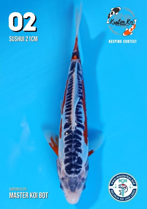 Lelang Koi Online, Jual Beli Ikan Koi, Pusat Jual Beli Koi, Info Lelang Koi Hari Ini, Platform Jual Beli Koi, Jual Beli Ikan Koi Online, Marketplace Ikan Koi, Jual Koi Terbaik, Tempat Beli Koi Berkualitas, Pasar Ikan Koi Online Terpercaya, Penjual Ikan Koi Terpercaya, Beli Koi Hias Online, Ikan Koi untuk Dijual, Koi Kualitas Terbaik, Toko Online Ikan Koi, Koi Hias Untuk Dijual, Jual Beli Ikan Koi Lokal, Koi Indonesia Online, Pusat Jual Beli Koi Terbesar
