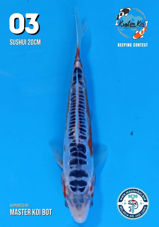 Lelang Koi Online, Jual Beli Ikan Koi, Pusat Jual Beli Koi, Info Lelang Koi Hari Ini, Platform Jual Beli Koi, Jual Beli Ikan Koi Online, Marketplace Ikan Koi, Jual Koi Terbaik, Tempat Beli Koi Berkualitas, Pasar Ikan Koi Online Terpercaya, Penjual Ikan Koi Terpercaya, Beli Koi Hias Online, Ikan Koi untuk Dijual, Koi Kualitas Terbaik, Toko Online Ikan Koi, Koi Hias Untuk Dijual, Jual Beli Ikan Koi Lokal, Koi Indonesia Online, Pusat Jual Beli Koi Terbesar