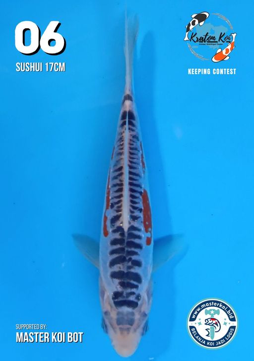 Lelang Koi Online, Jual Beli Ikan Koi, Pusat Jual Beli Koi, Info Lelang Koi Hari Ini, Platform Jual Beli Koi, Jual Beli Ikan Koi Online, Marketplace Ikan Koi, Jual Koi Terbaik, Tempat Beli Koi Berkualitas, Pasar Ikan Koi Online Terpercaya, Penjual Ikan Koi Terpercaya, Beli Koi Hias Online, Ikan Koi untuk Dijual, Koi Kualitas Terbaik, Toko Online Ikan Koi, Koi Hias Untuk Dijual, Jual Beli Ikan Koi Lokal, Koi Indonesia Online, Pusat Jual Beli Koi Terbesar