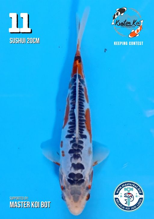 Lelang Koi Online, Jual Beli Ikan Koi, Pusat Jual Beli Koi, Info Lelang Koi Hari Ini, Platform Jual Beli Koi, Jual Beli Ikan Koi Online, Marketplace Ikan Koi, Jual Koi Terbaik, Tempat Beli Koi Berkualitas, Pasar Ikan Koi Online Terpercaya, Penjual Ikan Koi Terpercaya, Beli Koi Hias Online, Ikan Koi untuk Dijual, Koi Kualitas Terbaik, Toko Online Ikan Koi, Koi Hias Untuk Dijual, Jual Beli Ikan Koi Lokal, Koi Indonesia Online, Pusat Jual Beli Koi Terbesar