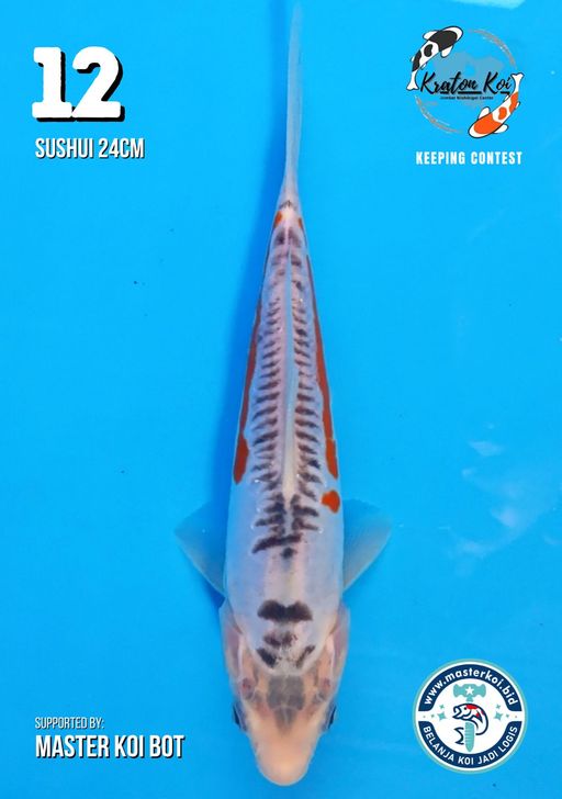 Lelang Koi Online, Jual Beli Ikan Koi, Pusat Jual Beli Koi, Info Lelang Koi Hari Ini, Platform Jual Beli Koi, Jual Beli Ikan Koi Online, Marketplace Ikan Koi, Jual Koi Terbaik, Tempat Beli Koi Berkualitas, Pasar Ikan Koi Online Terpercaya, Penjual Ikan Koi Terpercaya, Beli Koi Hias Online, Ikan Koi untuk Dijual, Koi Kualitas Terbaik, Toko Online Ikan Koi, Koi Hias Untuk Dijual, Jual Beli Ikan Koi Lokal, Koi Indonesia Online, Pusat Jual Beli Koi Terbesar