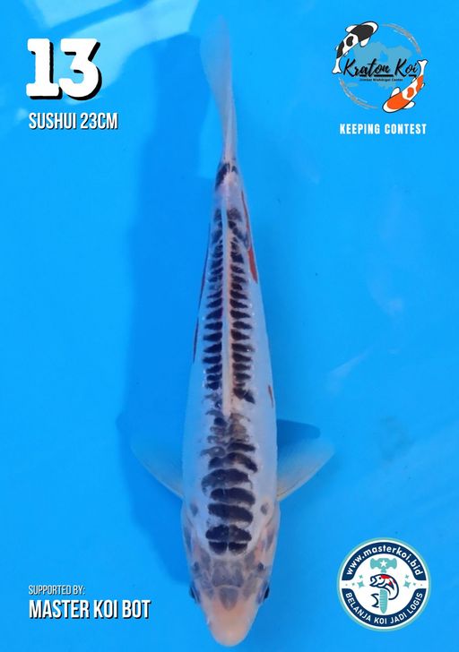 Lelang Koi Online, Jual Beli Ikan Koi, Pusat Jual Beli Koi, Info Lelang Koi Hari Ini, Platform Jual Beli Koi, Jual Beli Ikan Koi Online, Marketplace Ikan Koi, Jual Koi Terbaik, Tempat Beli Koi Berkualitas, Pasar Ikan Koi Online Terpercaya, Penjual Ikan Koi Terpercaya, Beli Koi Hias Online, Ikan Koi untuk Dijual, Koi Kualitas Terbaik, Toko Online Ikan Koi, Koi Hias Untuk Dijual, Jual Beli Ikan Koi Lokal, Koi Indonesia Online, Pusat Jual Beli Koi Terbesar