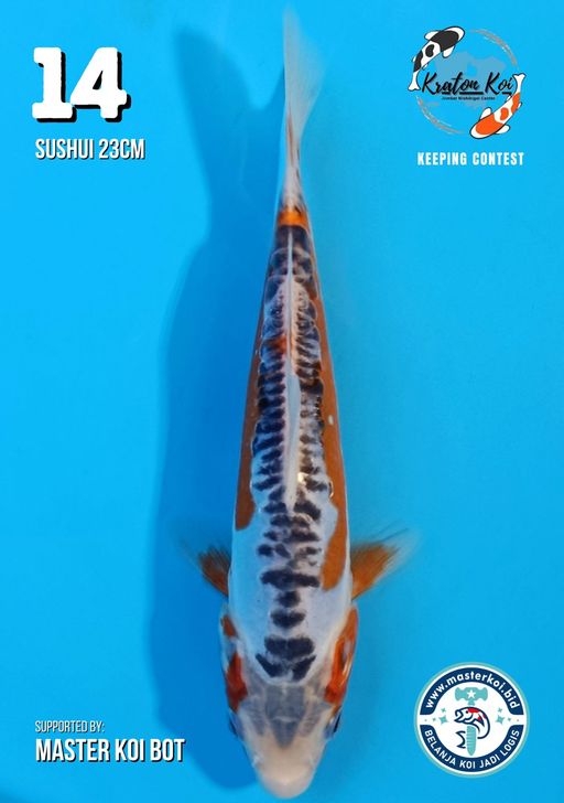 Lelang Koi Online, Jual Beli Ikan Koi, Pusat Jual Beli Koi, Info Lelang Koi Hari Ini, Platform Jual Beli Koi, Jual Beli Ikan Koi Online, Marketplace Ikan Koi, Jual Koi Terbaik, Tempat Beli Koi Berkualitas, Pasar Ikan Koi Online Terpercaya, Penjual Ikan Koi Terpercaya, Beli Koi Hias Online, Ikan Koi untuk Dijual, Koi Kualitas Terbaik, Toko Online Ikan Koi, Koi Hias Untuk Dijual, Jual Beli Ikan Koi Lokal, Koi Indonesia Online, Pusat Jual Beli Koi Terbesar