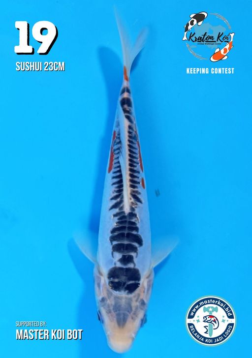 Lelang Koi Online, Jual Beli Ikan Koi, Pusat Jual Beli Koi, Info Lelang Koi Hari Ini, Platform Jual Beli Koi, Jual Beli Ikan Koi Online, Marketplace Ikan Koi, Jual Koi Terbaik, Tempat Beli Koi Berkualitas, Pasar Ikan Koi Online Terpercaya, Penjual Ikan Koi Terpercaya, Beli Koi Hias Online, Ikan Koi untuk Dijual, Koi Kualitas Terbaik, Toko Online Ikan Koi, Koi Hias Untuk Dijual, Jual Beli Ikan Koi Lokal, Koi Indonesia Online, Pusat Jual Beli Koi Terbesar