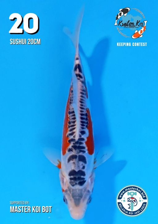 Lelang Koi Online, Jual Beli Ikan Koi, Pusat Jual Beli Koi, Info Lelang Koi Hari Ini, Platform Jual Beli Koi, Jual Beli Ikan Koi Online, Marketplace Ikan Koi, Jual Koi Terbaik, Tempat Beli Koi Berkualitas, Pasar Ikan Koi Online Terpercaya, Penjual Ikan Koi Terpercaya, Beli Koi Hias Online, Ikan Koi untuk Dijual, Koi Kualitas Terbaik, Toko Online Ikan Koi, Koi Hias Untuk Dijual, Jual Beli Ikan Koi Lokal, Koi Indonesia Online, Pusat Jual Beli Koi Terbesar