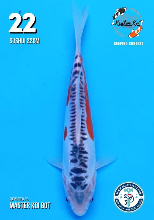 Lelang Koi Online, Jual Beli Ikan Koi, Pusat Jual Beli Koi, Info Lelang Koi Hari Ini, Platform Jual Beli Koi, Jual Beli Ikan Koi Online, Marketplace Ikan Koi, Jual Koi Terbaik, Tempat Beli Koi Berkualitas, Pasar Ikan Koi Online Terpercaya, Penjual Ikan Koi Terpercaya, Beli Koi Hias Online, Ikan Koi untuk Dijual, Koi Kualitas Terbaik, Toko Online Ikan Koi, Koi Hias Untuk Dijual, Jual Beli Ikan Koi Lokal, Koi Indonesia Online, Pusat Jual Beli Koi Terbesar