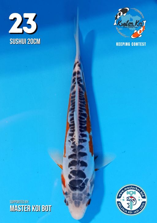 Lelang Koi Online, Jual Beli Ikan Koi, Pusat Jual Beli Koi, Info Lelang Koi Hari Ini, Platform Jual Beli Koi, Jual Beli Ikan Koi Online, Marketplace Ikan Koi, Jual Koi Terbaik, Tempat Beli Koi Berkualitas, Pasar Ikan Koi Online Terpercaya, Penjual Ikan Koi Terpercaya, Beli Koi Hias Online, Ikan Koi untuk Dijual, Koi Kualitas Terbaik, Toko Online Ikan Koi, Koi Hias Untuk Dijual, Jual Beli Ikan Koi Lokal, Koi Indonesia Online, Pusat Jual Beli Koi Terbesar
