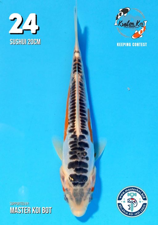 Lelang Koi Online, Jual Beli Ikan Koi, Pusat Jual Beli Koi, Info Lelang Koi Hari Ini, Platform Jual Beli Koi, Jual Beli Ikan Koi Online, Marketplace Ikan Koi, Jual Koi Terbaik, Tempat Beli Koi Berkualitas, Pasar Ikan Koi Online Terpercaya, Penjual Ikan Koi Terpercaya, Beli Koi Hias Online, Ikan Koi untuk Dijual, Koi Kualitas Terbaik, Toko Online Ikan Koi, Koi Hias Untuk Dijual, Jual Beli Ikan Koi Lokal, Koi Indonesia Online, Pusat Jual Beli Koi Terbesar