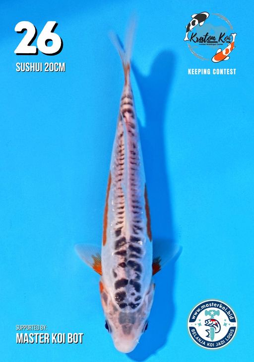 Lelang Koi Online, Jual Beli Ikan Koi, Pusat Jual Beli Koi, Info Lelang Koi Hari Ini, Platform Jual Beli Koi, Jual Beli Ikan Koi Online, Marketplace Ikan Koi, Jual Koi Terbaik, Tempat Beli Koi Berkualitas, Pasar Ikan Koi Online Terpercaya, Penjual Ikan Koi Terpercaya, Beli Koi Hias Online, Ikan Koi untuk Dijual, Koi Kualitas Terbaik, Toko Online Ikan Koi, Koi Hias Untuk Dijual, Jual Beli Ikan Koi Lokal, Koi Indonesia Online, Pusat Jual Beli Koi Terbesar