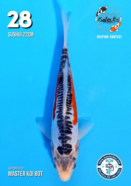 Lelang Koi Online, Jual Beli Ikan Koi, Pusat Jual Beli Koi, Info Lelang Koi Hari Ini, Platform Jual Beli Koi, Jual Beli Ikan Koi Online, Marketplace Ikan Koi, Jual Koi Terbaik, Tempat Beli Koi Berkualitas, Pasar Ikan Koi Online Terpercaya, Penjual Ikan Koi Terpercaya, Beli Koi Hias Online, Ikan Koi untuk Dijual, Koi Kualitas Terbaik, Toko Online Ikan Koi, Koi Hias Untuk Dijual, Jual Beli Ikan Koi Lokal, Koi Indonesia Online, Pusat Jual Beli Koi Terbesar