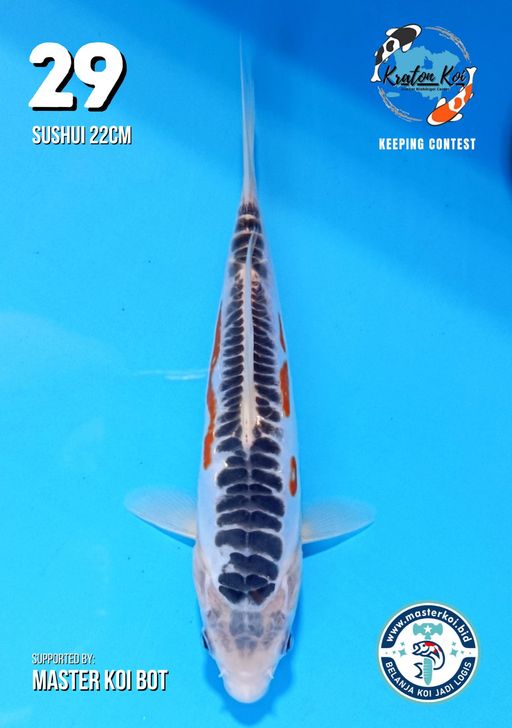 Lelang Koi Online, Jual Beli Ikan Koi, Pusat Jual Beli Koi, Info Lelang Koi Hari Ini, Platform Jual Beli Koi, Jual Beli Ikan Koi Online, Marketplace Ikan Koi, Jual Koi Terbaik, Tempat Beli Koi Berkualitas, Pasar Ikan Koi Online Terpercaya, Penjual Ikan Koi Terpercaya, Beli Koi Hias Online, Ikan Koi untuk Dijual, Koi Kualitas Terbaik, Toko Online Ikan Koi, Koi Hias Untuk Dijual, Jual Beli Ikan Koi Lokal, Koi Indonesia Online, Pusat Jual Beli Koi Terbesar
