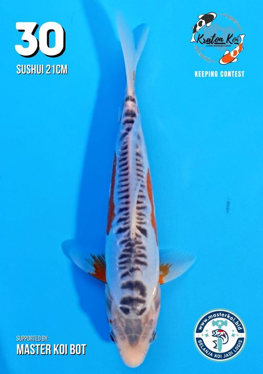 Lelang Koi Online, Jual Beli Ikan Koi, Pusat Jual Beli Koi, Info Lelang Koi Hari Ini, Platform Jual Beli Koi, Jual Beli Ikan Koi Online, Marketplace Ikan Koi, Jual Koi Terbaik, Tempat Beli Koi Berkualitas, Pasar Ikan Koi Online Terpercaya, Penjual Ikan Koi Terpercaya, Beli Koi Hias Online, Ikan Koi untuk Dijual, Koi Kualitas Terbaik, Toko Online Ikan Koi, Koi Hias Untuk Dijual, Jual Beli Ikan Koi Lokal, Koi Indonesia Online, Pusat Jual Beli Koi Terbesar
