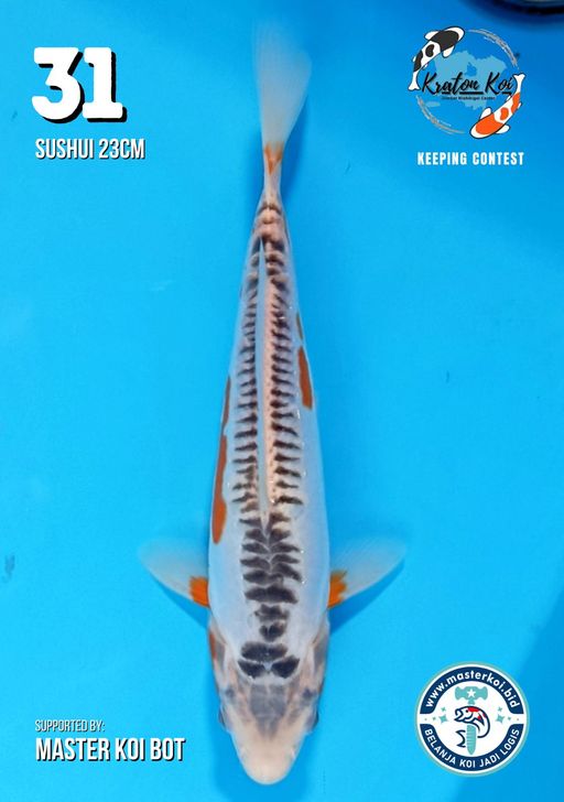 Lelang Koi Online, Jual Beli Ikan Koi, Pusat Jual Beli Koi, Info Lelang Koi Hari Ini, Platform Jual Beli Koi, Jual Beli Ikan Koi Online, Marketplace Ikan Koi, Jual Koi Terbaik, Tempat Beli Koi Berkualitas, Pasar Ikan Koi Online Terpercaya, Penjual Ikan Koi Terpercaya, Beli Koi Hias Online, Ikan Koi untuk Dijual, Koi Kualitas Terbaik, Toko Online Ikan Koi, Koi Hias Untuk Dijual, Jual Beli Ikan Koi Lokal, Koi Indonesia Online, Pusat Jual Beli Koi Terbesar