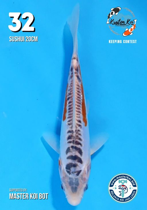 Lelang Koi Online, Jual Beli Ikan Koi, Pusat Jual Beli Koi, Info Lelang Koi Hari Ini, Platform Jual Beli Koi, Jual Beli Ikan Koi Online, Marketplace Ikan Koi, Jual Koi Terbaik, Tempat Beli Koi Berkualitas, Pasar Ikan Koi Online Terpercaya, Penjual Ikan Koi Terpercaya, Beli Koi Hias Online, Ikan Koi untuk Dijual, Koi Kualitas Terbaik, Toko Online Ikan Koi, Koi Hias Untuk Dijual, Jual Beli Ikan Koi Lokal, Koi Indonesia Online, Pusat Jual Beli Koi Terbesar