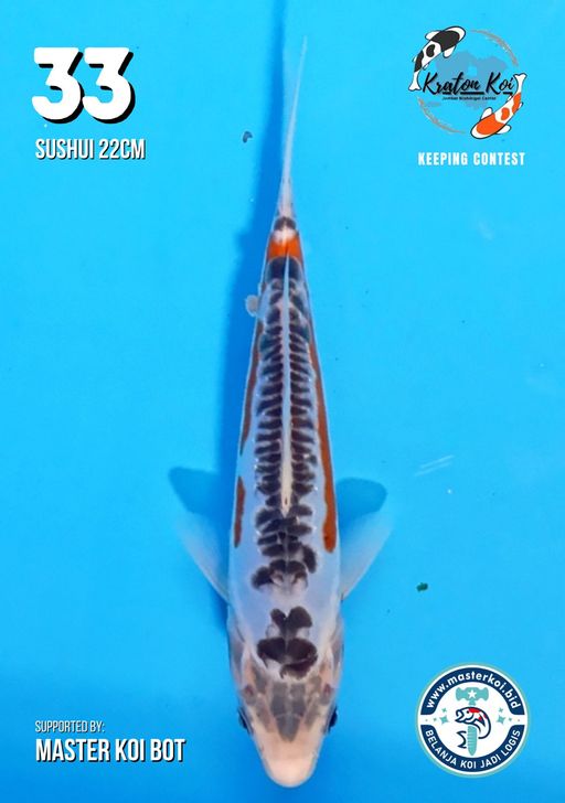 Lelang Koi Online, Jual Beli Ikan Koi, Pusat Jual Beli Koi, Info Lelang Koi Hari Ini, Platform Jual Beli Koi, Jual Beli Ikan Koi Online, Marketplace Ikan Koi, Jual Koi Terbaik, Tempat Beli Koi Berkualitas, Pasar Ikan Koi Online Terpercaya, Penjual Ikan Koi Terpercaya, Beli Koi Hias Online, Ikan Koi untuk Dijual, Koi Kualitas Terbaik, Toko Online Ikan Koi, Koi Hias Untuk Dijual, Jual Beli Ikan Koi Lokal, Koi Indonesia Online, Pusat Jual Beli Koi Terbesar