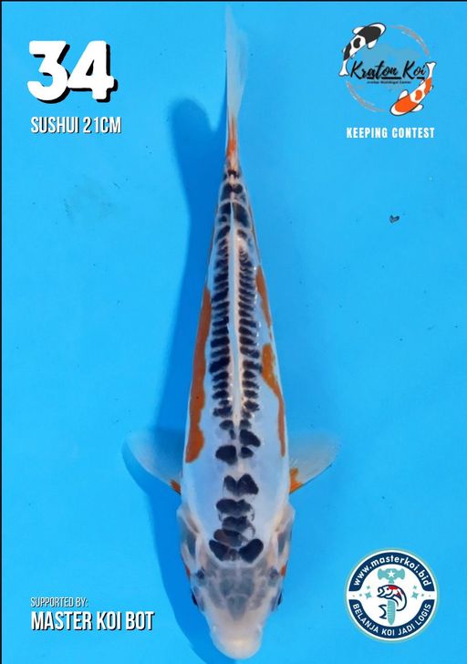 Lelang Koi Online, Jual Beli Ikan Koi, Pusat Jual Beli Koi, Info Lelang Koi Hari Ini, Platform Jual Beli Koi, Jual Beli Ikan Koi Online, Marketplace Ikan Koi, Jual Koi Terbaik, Tempat Beli Koi Berkualitas, Pasar Ikan Koi Online Terpercaya, Penjual Ikan Koi Terpercaya, Beli Koi Hias Online, Ikan Koi untuk Dijual, Koi Kualitas Terbaik, Toko Online Ikan Koi, Koi Hias Untuk Dijual, Jual Beli Ikan Koi Lokal, Koi Indonesia Online, Pusat Jual Beli Koi Terbesar