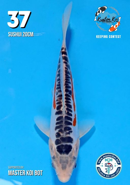 Lelang Koi Online, Jual Beli Ikan Koi, Pusat Jual Beli Koi, Info Lelang Koi Hari Ini, Platform Jual Beli Koi, Jual Beli Ikan Koi Online, Marketplace Ikan Koi, Jual Koi Terbaik, Tempat Beli Koi Berkualitas, Pasar Ikan Koi Online Terpercaya, Penjual Ikan Koi Terpercaya, Beli Koi Hias Online, Ikan Koi untuk Dijual, Koi Kualitas Terbaik, Toko Online Ikan Koi, Koi Hias Untuk Dijual, Jual Beli Ikan Koi Lokal, Koi Indonesia Online, Pusat Jual Beli Koi Terbesar