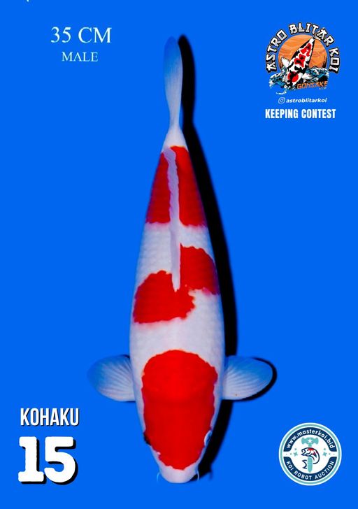 Lelang Koi Online, Jual Beli Ikan Koi, Pusat Jual Beli Koi, Info Lelang Koi Hari Ini, Platform Jual Beli Koi, Jual Beli Ikan Koi Online, Marketplace Ikan Koi, Jual Koi Terbaik, Tempat Beli Koi Berkualitas, Pasar Ikan Koi Online Terpercaya, Penjual Ikan Koi Terpercaya, Beli Koi Hias Online, Ikan Koi untuk Dijual, Koi Kualitas Terbaik, Toko Online Ikan Koi, Koi Hias Untuk Dijual, Jual Beli Ikan Koi Lokal, Koi Indonesia Online, Pusat Jual Beli Koi Terbesar