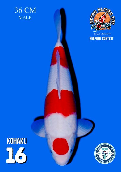 Lelang Koi Online, Jual Beli Ikan Koi, Pusat Jual Beli Koi, Info Lelang Koi Hari Ini, Platform Jual Beli Koi, Jual Beli Ikan Koi Online, Marketplace Ikan Koi, Jual Koi Terbaik, Tempat Beli Koi Berkualitas, Pasar Ikan Koi Online Terpercaya, Penjual Ikan Koi Terpercaya, Beli Koi Hias Online, Ikan Koi untuk Dijual, Koi Kualitas Terbaik, Toko Online Ikan Koi, Koi Hias Untuk Dijual, Jual Beli Ikan Koi Lokal, Koi Indonesia Online, Pusat Jual Beli Koi Terbesar
