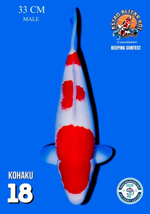 Lelang Koi Online, Jual Beli Ikan Koi, Pusat Jual Beli Koi, Info Lelang Koi Hari Ini, Platform Jual Beli Koi, Jual Beli Ikan Koi Online, Marketplace Ikan Koi, Jual Koi Terbaik, Tempat Beli Koi Berkualitas, Pasar Ikan Koi Online Terpercaya, Penjual Ikan Koi Terpercaya, Beli Koi Hias Online, Ikan Koi untuk Dijual, Koi Kualitas Terbaik, Toko Online Ikan Koi, Koi Hias Untuk Dijual, Jual Beli Ikan Koi Lokal, Koi Indonesia Online, Pusat Jual Beli Koi Terbesar
