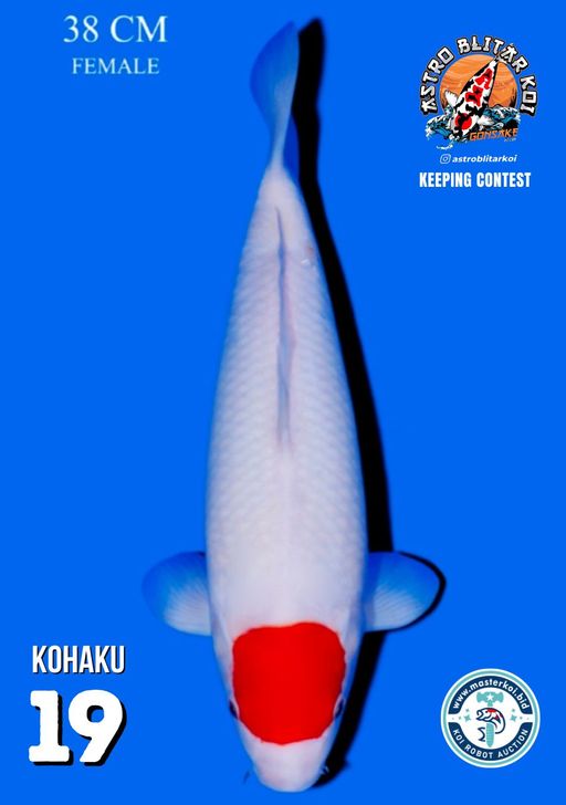 Lelang Koi Online, Jual Beli Ikan Koi, Pusat Jual Beli Koi, Info Lelang Koi Hari Ini, Platform Jual Beli Koi, Jual Beli Ikan Koi Online, Marketplace Ikan Koi, Jual Koi Terbaik, Tempat Beli Koi Berkualitas, Pasar Ikan Koi Online Terpercaya, Penjual Ikan Koi Terpercaya, Beli Koi Hias Online, Ikan Koi untuk Dijual, Koi Kualitas Terbaik, Toko Online Ikan Koi, Koi Hias Untuk Dijual, Jual Beli Ikan Koi Lokal, Koi Indonesia Online, Pusat Jual Beli Koi Terbesar