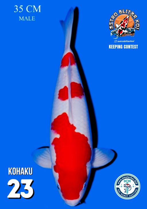 Lelang Koi Online, Jual Beli Ikan Koi, Pusat Jual Beli Koi, Info Lelang Koi Hari Ini, Platform Jual Beli Koi, Jual Beli Ikan Koi Online, Marketplace Ikan Koi, Jual Koi Terbaik, Tempat Beli Koi Berkualitas, Pasar Ikan Koi Online Terpercaya, Penjual Ikan Koi Terpercaya, Beli Koi Hias Online, Ikan Koi untuk Dijual, Koi Kualitas Terbaik, Toko Online Ikan Koi, Koi Hias Untuk Dijual, Jual Beli Ikan Koi Lokal, Koi Indonesia Online, Pusat Jual Beli Koi Terbesar
