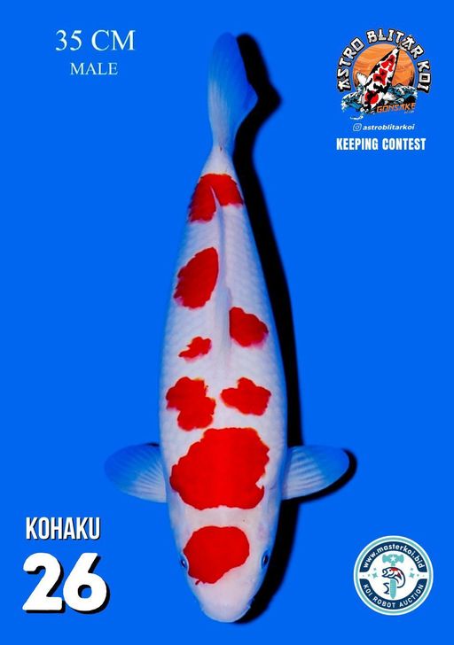 Lelang Koi Online, Jual Beli Ikan Koi, Pusat Jual Beli Koi, Info Lelang Koi Hari Ini, Platform Jual Beli Koi, Jual Beli Ikan Koi Online, Marketplace Ikan Koi, Jual Koi Terbaik, Tempat Beli Koi Berkualitas, Pasar Ikan Koi Online Terpercaya, Penjual Ikan Koi Terpercaya, Beli Koi Hias Online, Ikan Koi untuk Dijual, Koi Kualitas Terbaik, Toko Online Ikan Koi, Koi Hias Untuk Dijual, Jual Beli Ikan Koi Lokal, Koi Indonesia Online, Pusat Jual Beli Koi Terbesar